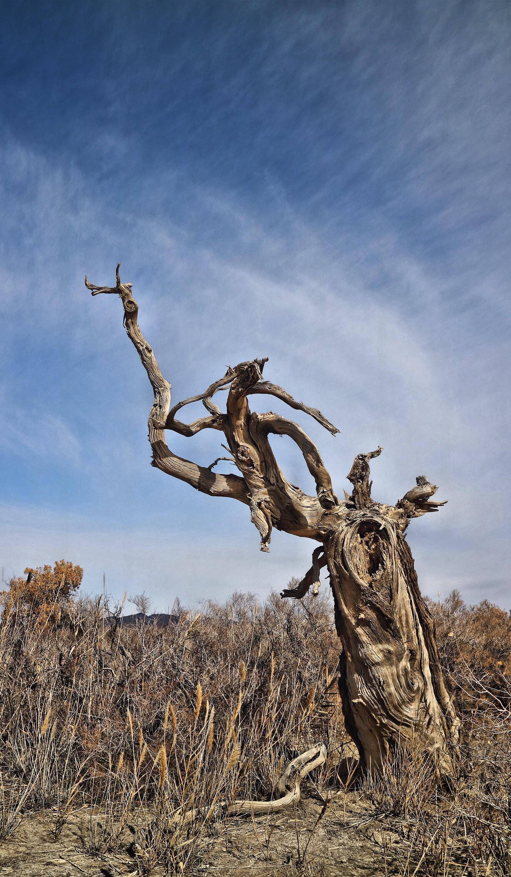 新疆木垒风云再起，取得骄人成绩开创新局面的简单介绍
